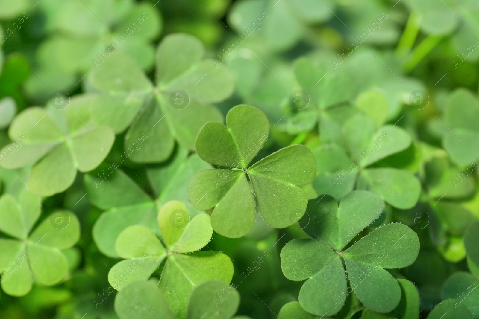 Photo of Top view of beautiful green clover leaves, closeup