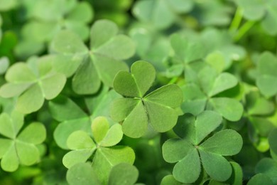 Top view of beautiful green clover leaves, closeup Photo of Top view of beautiful green clover leaves, closeup