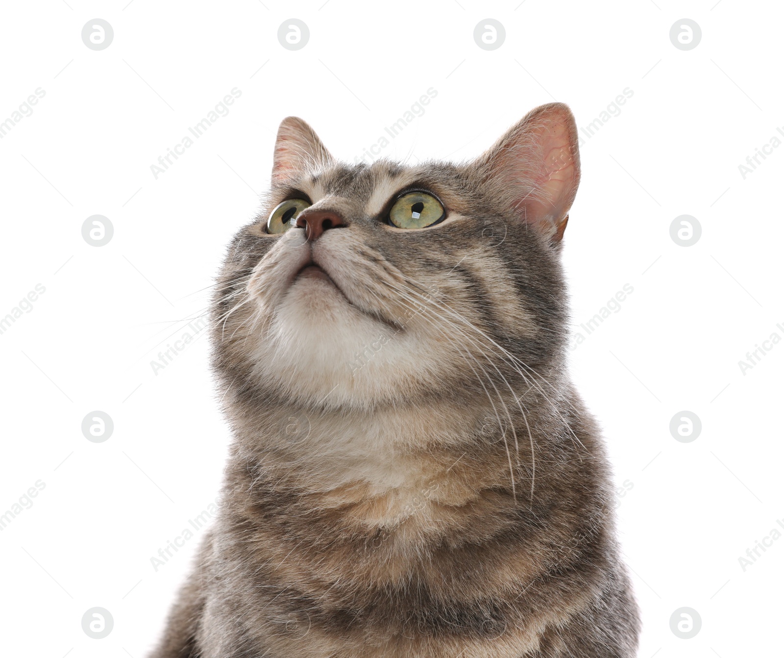 Beautiful grey tabby cat on white background. Cute pet Photo of Beautiful grey tabby cat on white background. Cute pet