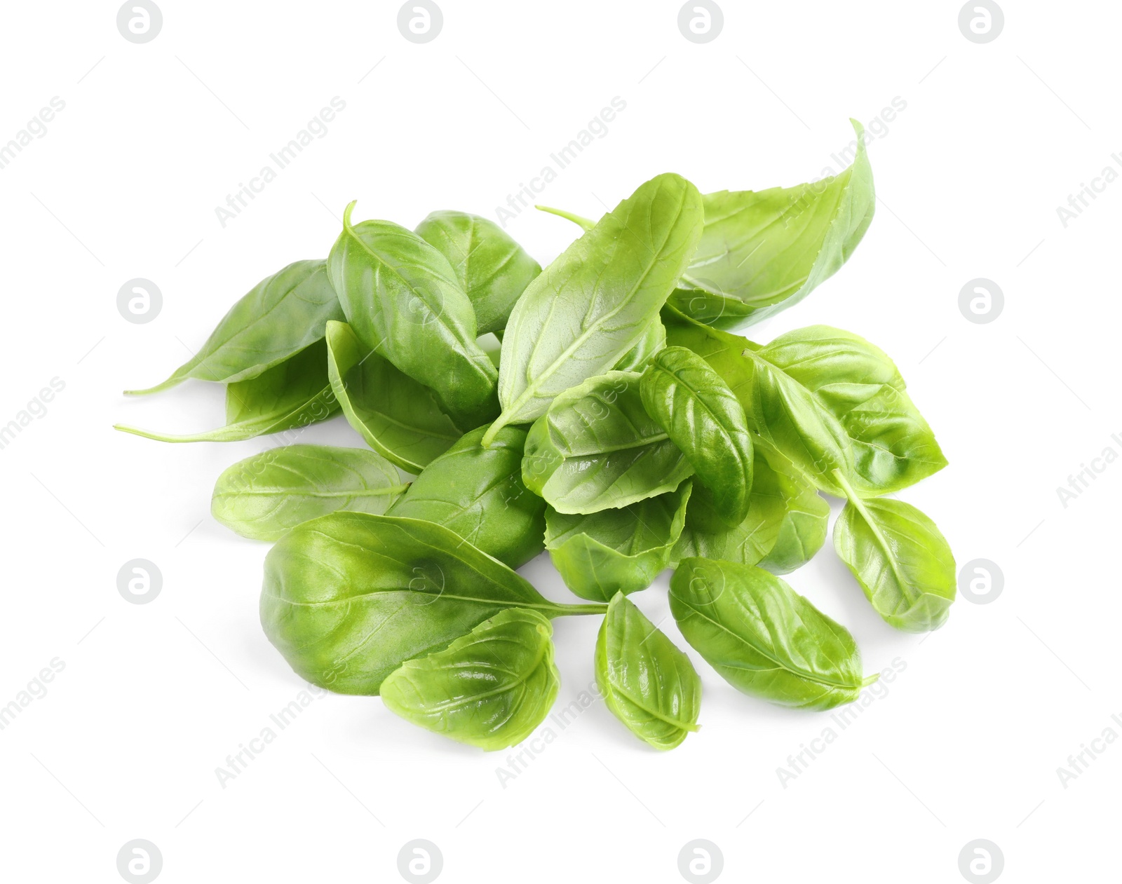 Pile of fresh basil leaves isolated on white Photo of Pile of fresh basil leaves isolated on white