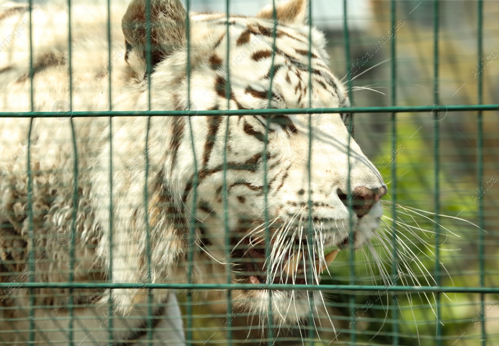 Closeup view of Bengal white tiger at enclosure in zoo Photo of Closeup view of Bengal white tiger at enclosure in zoo