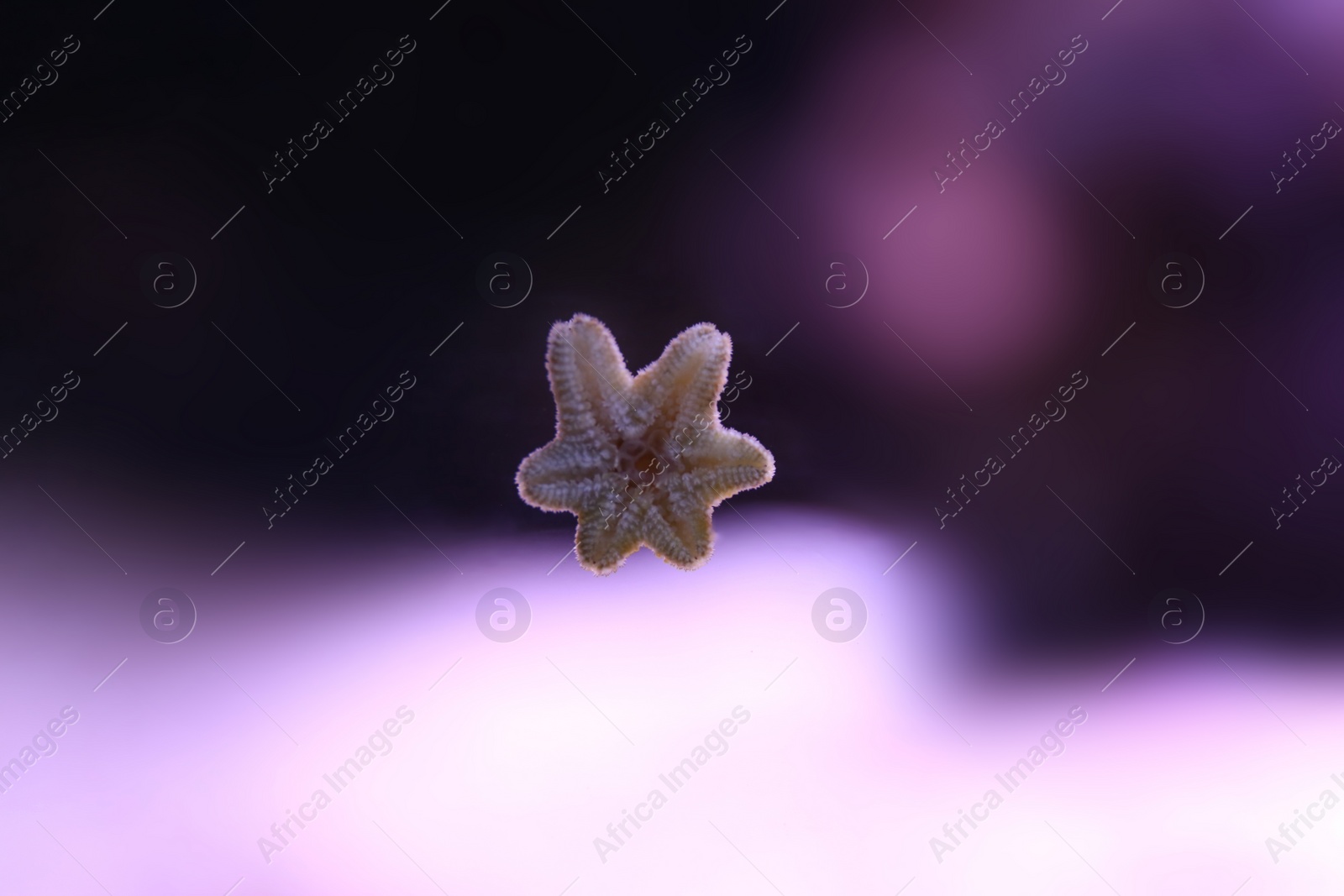 Beautiful small sea star on aquarium glass, closeup Photo of Beautiful small sea star on aquarium glass, closeup