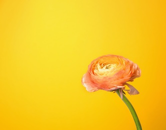 Beautiful ranunculus flower on color background Photo of Beautiful ranunculus flower on color background