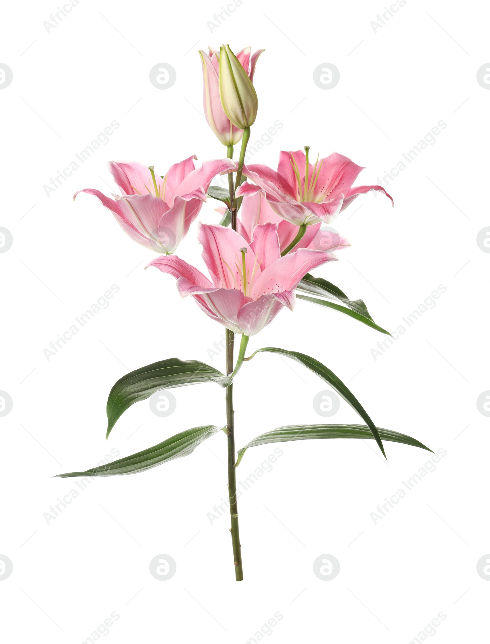 Beautiful lily plant with pink flowers isolated on white Photo of Beautiful lily plant with pink flowers isolated on white