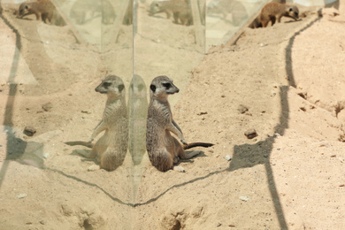 Cute meerkat at enclosure in zoo on sunny day Photo of Cute meerkat at enclosure in zoo on sunny day