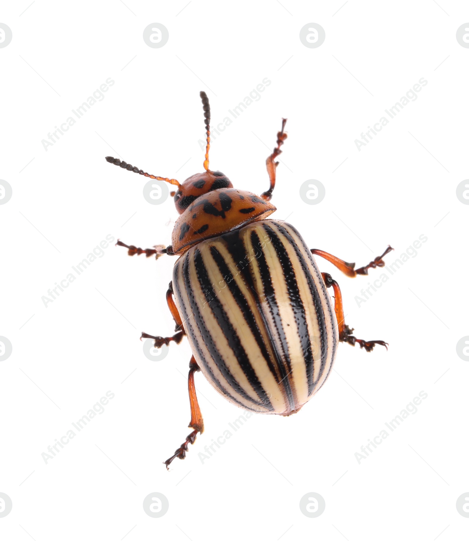 One colorado potato beetle isolated on white Photo of One colorado potato beetle isolated on white