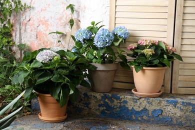 Beautiful blooming hortensia plants in pots outdoors Photo of Beautiful blooming hortensia plants in pots outdoors