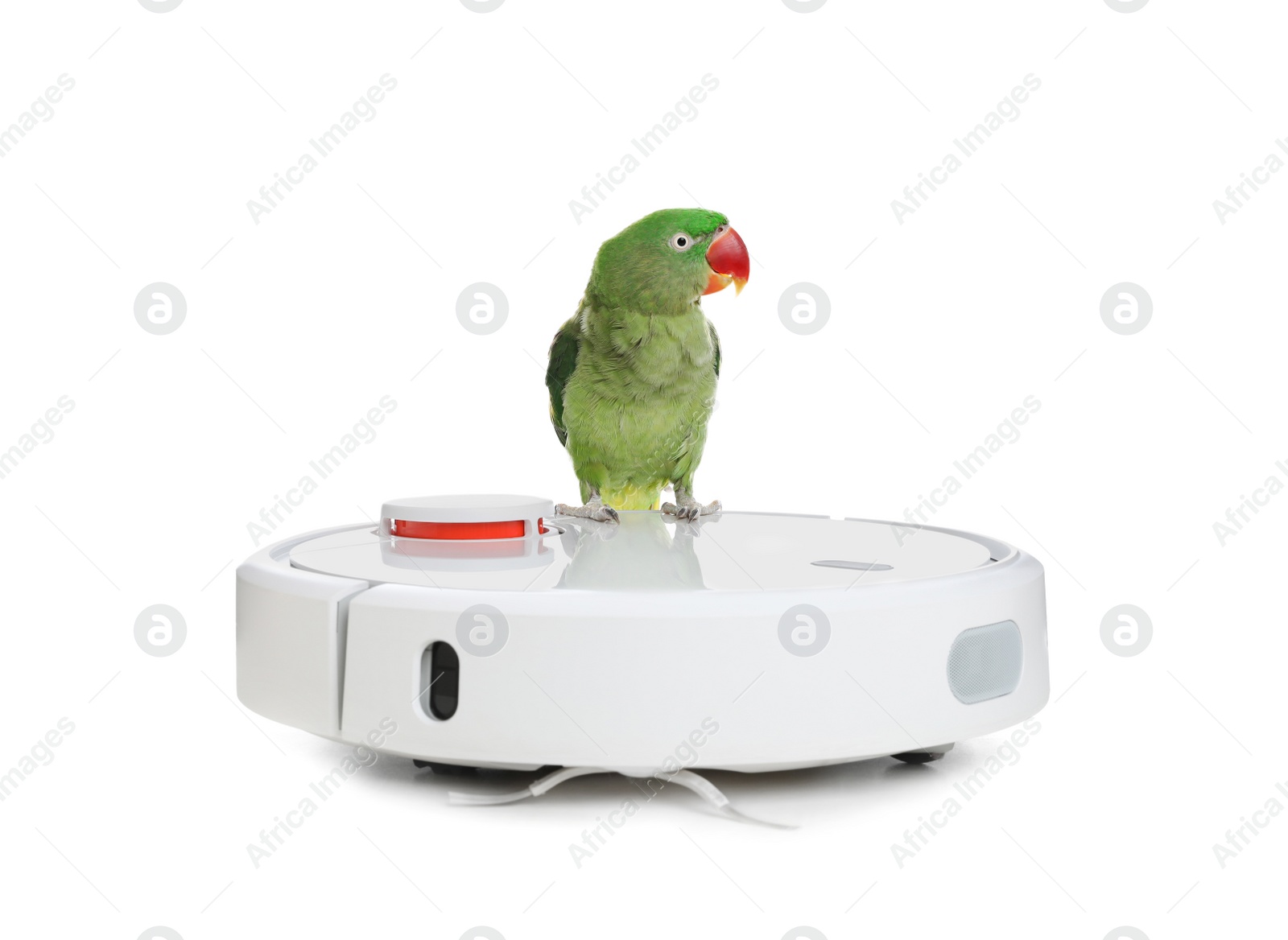 Modern robotic vacuum cleaner and Alexandrine parakeet on white background Photo of Modern robotic vacuum cleaner and Alexandrine parakeet on white background