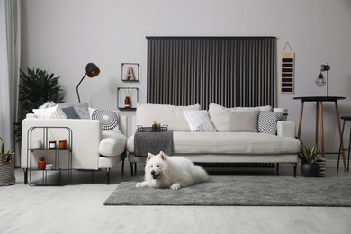 Adorable Samoyed dog on floor in living room Photo of Adorable Samoyed dog on floor in living room