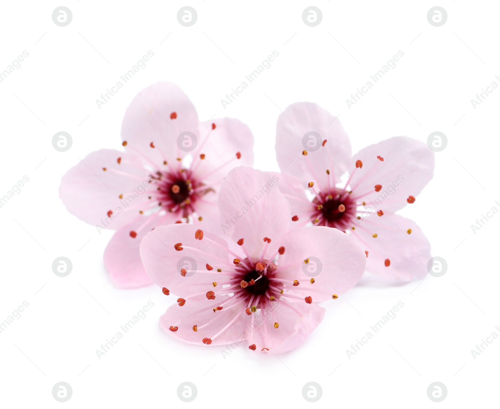 Photo of Beautiful pink cherry tree blossoms isolated on white