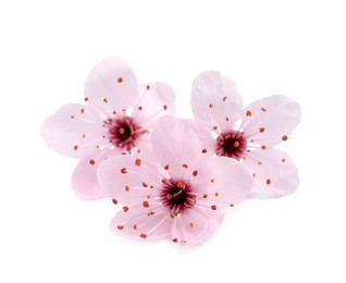 Beautiful pink cherry tree blossoms isolated on white Photo of Beautiful pink cherry tree blossoms isolated on white
