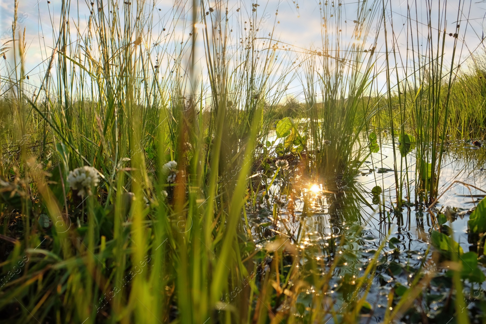 Picturesque view of green plants and lake on sunny day Photo of Picturesque view of green plants and lake on sunny day
