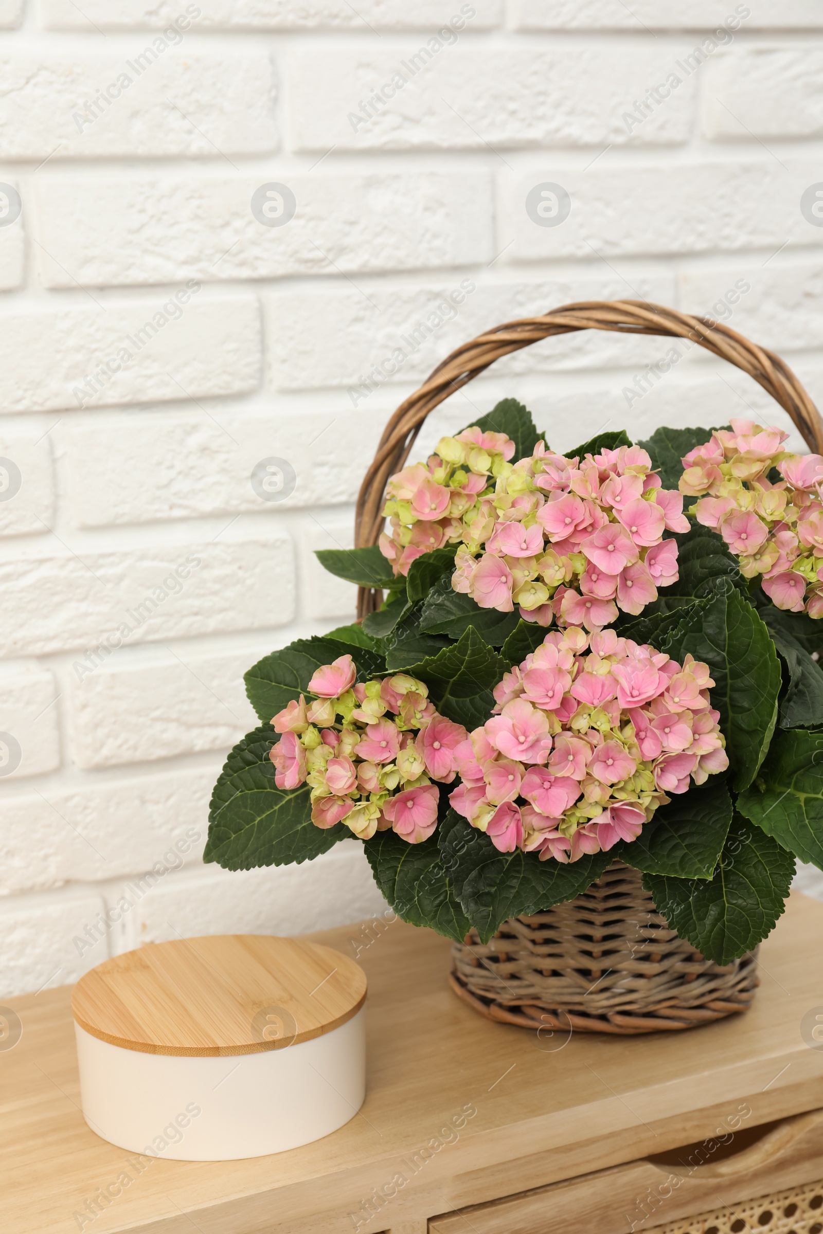 Beautiful blooming pink hortensia in wicker basket on table near white brick wall. Space for text Photo of Beautiful blooming pink hortensia in wicker basket on table near white brick wall. Space for text