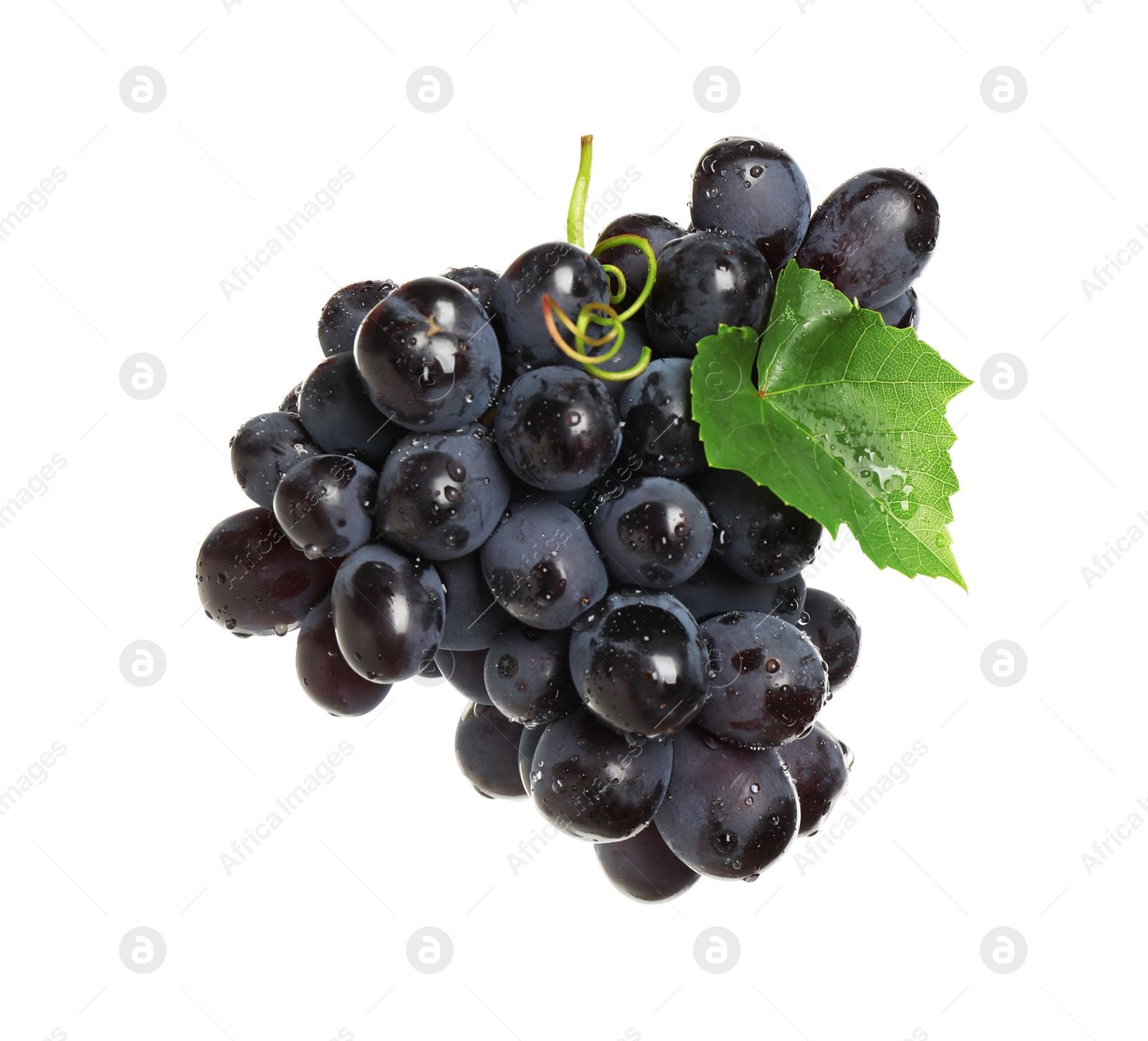 Bunch of fresh ripe juicy dark blue grapes with leaf isolated on white Photo of Bunch of fresh ripe juicy dark blue grapes with leaf isolated on white