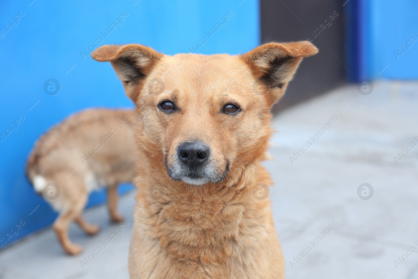 Homeless dog on porch outdoors. Abandoned animal Photo of Homeless dog on porch outdoors. Abandoned animal