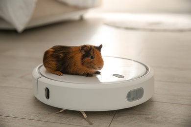 Modern robotic vacuum cleaner and guinea pig on floor at home Photo of Modern robotic vacuum cleaner and guinea pig on floor at home