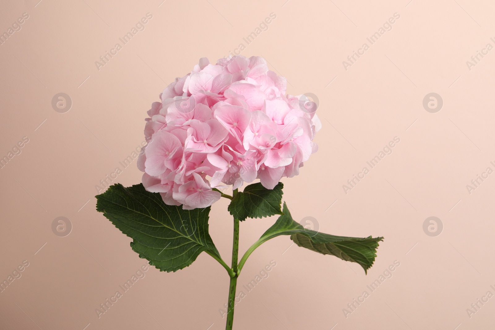 Branch of hortensia plant with delicate flowers on beige background Photo of Branch of hortensia plant with delicate flowers on beige background
