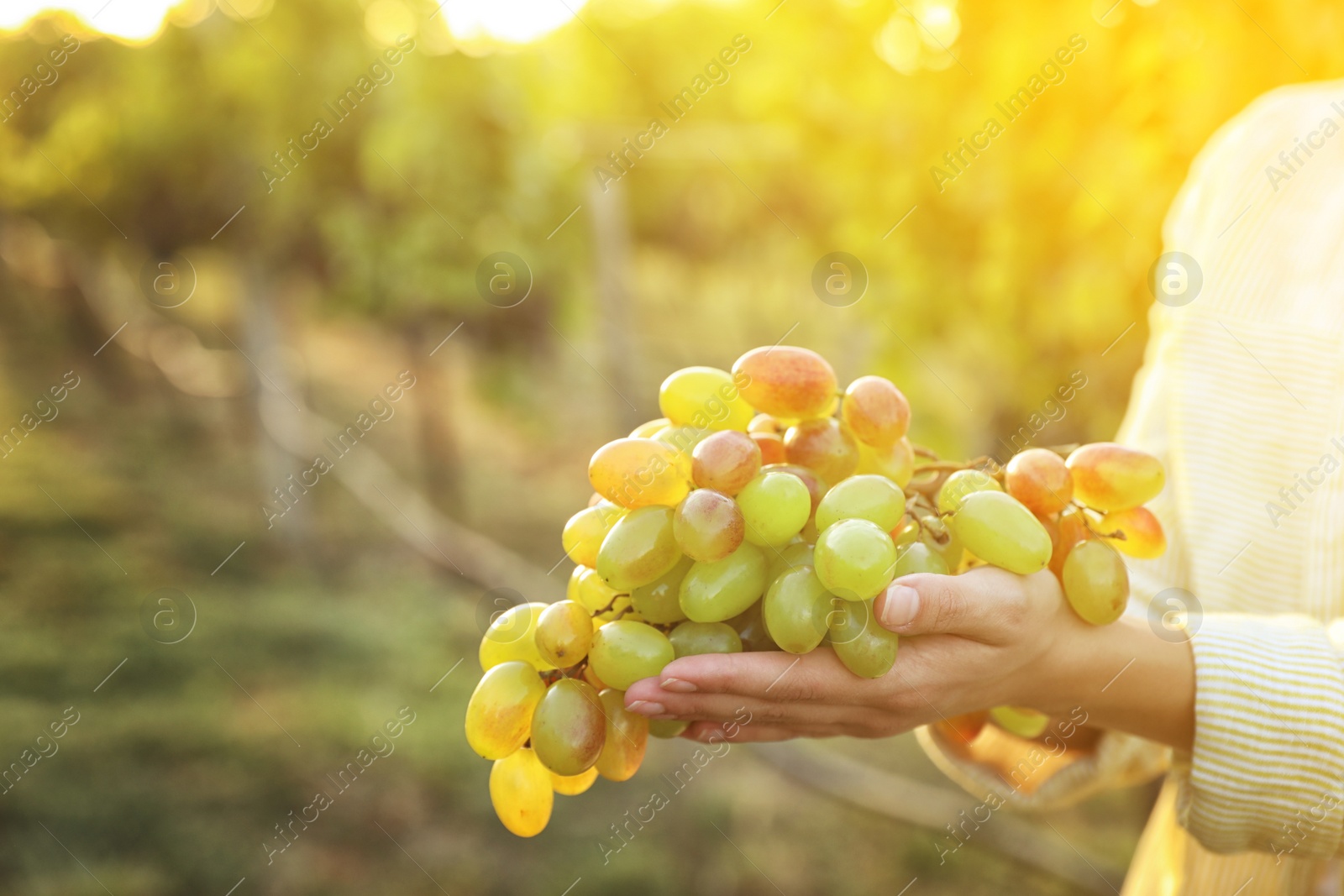 Woman holding cluster of ripe grapes in vineyard, closeup Photo of Woman holding cluster of ripe grapes in vineyard, closeup