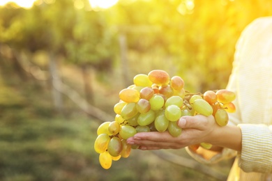 Photo of Woman holding cluster of ripe grapes in vineyard, closeup