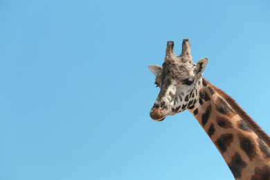 Photo of Closeup view of Rothschild giraffe against blue sky