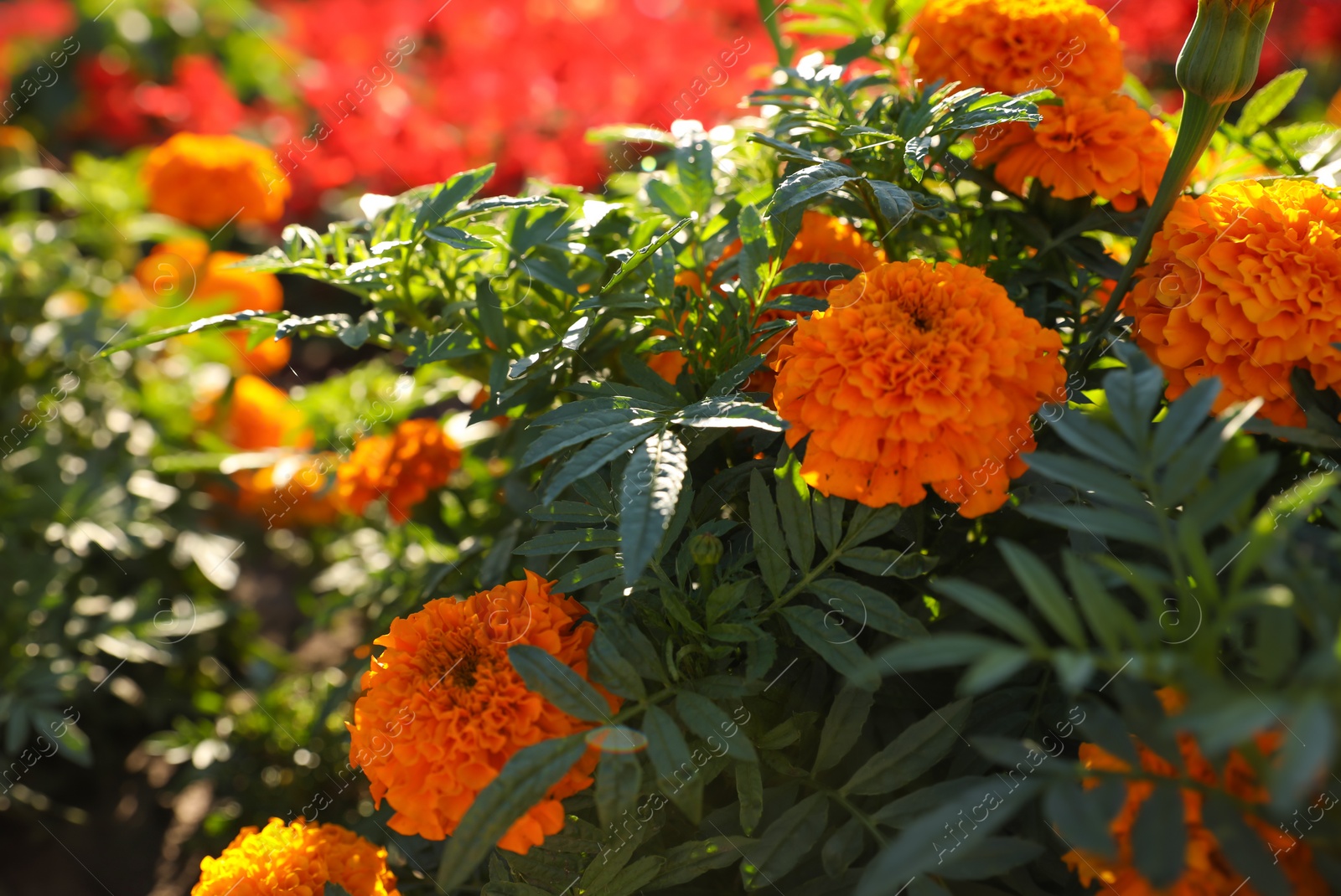 Beautiful view of marigold flowers outdoors on sunny day Photo of Beautiful view of marigold flowers outdoors on sunny day