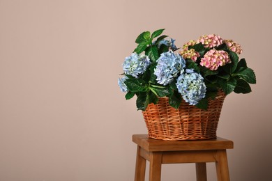 Beautiful hortensia flowers in basket on wooden table against beige background. Space for text Photo of Beautiful hortensia flowers in basket on wooden table against beige background. Space for text