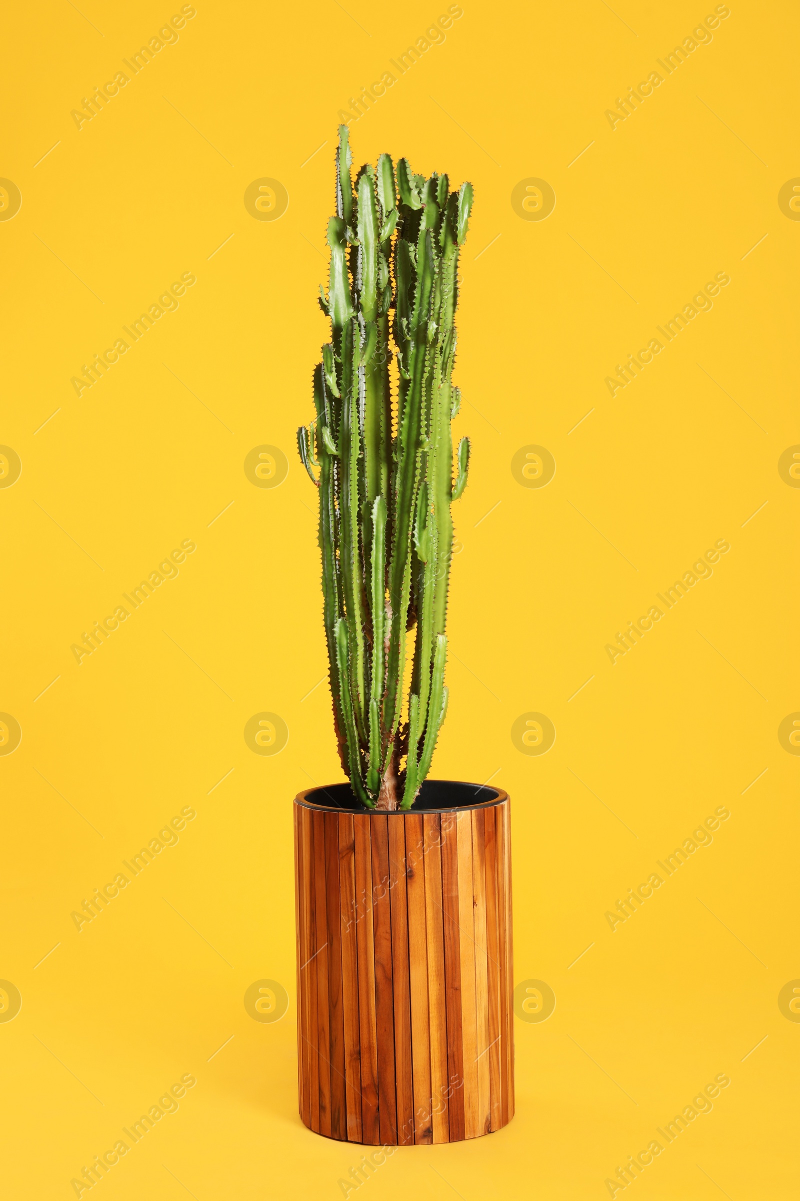 Beautiful cactus on yellow background. Tropical plant Photo of Beautiful cactus on yellow background. Tropical plant
