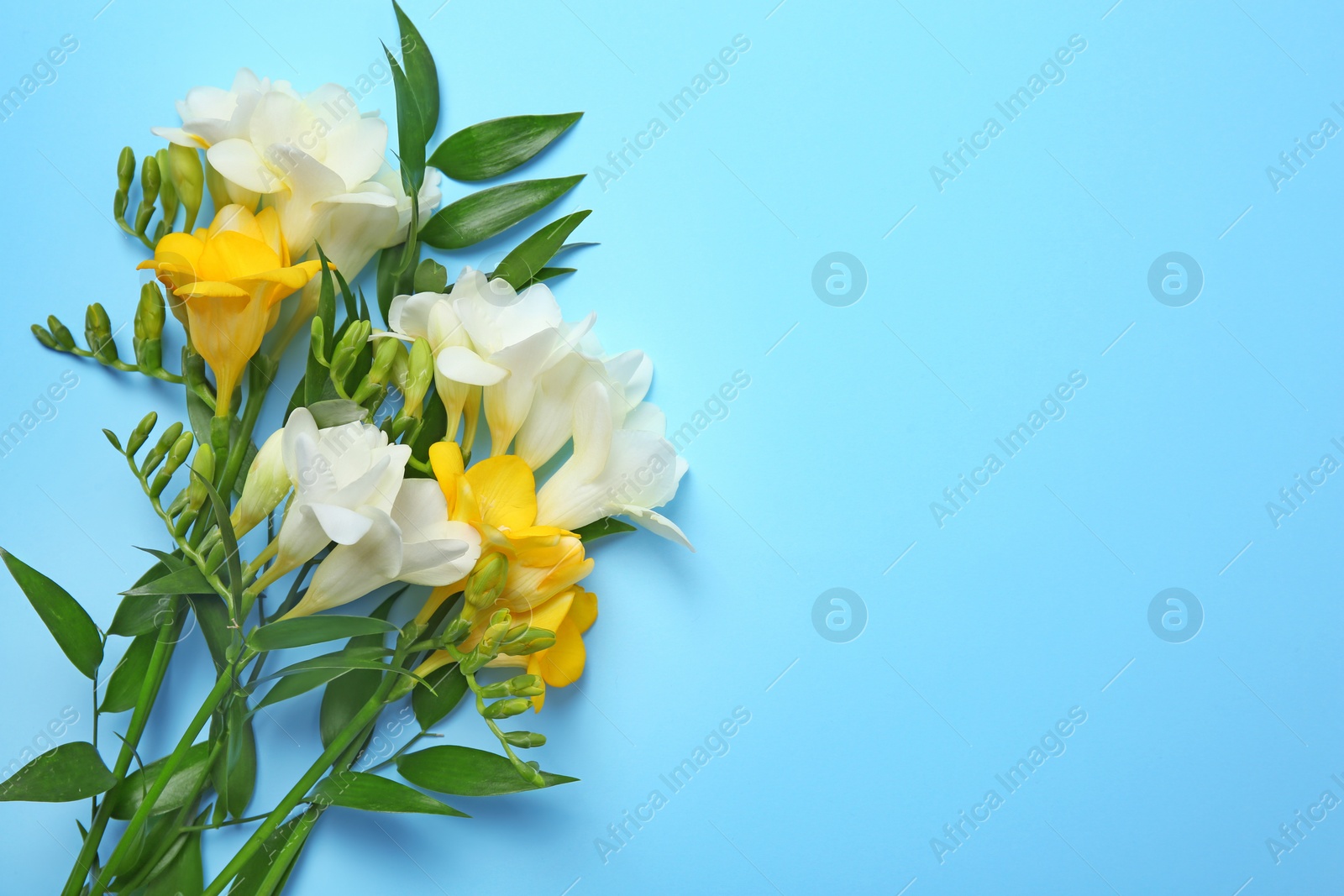 Beautiful freesia bouquet on color background Photo of Beautiful freesia bouquet on color background