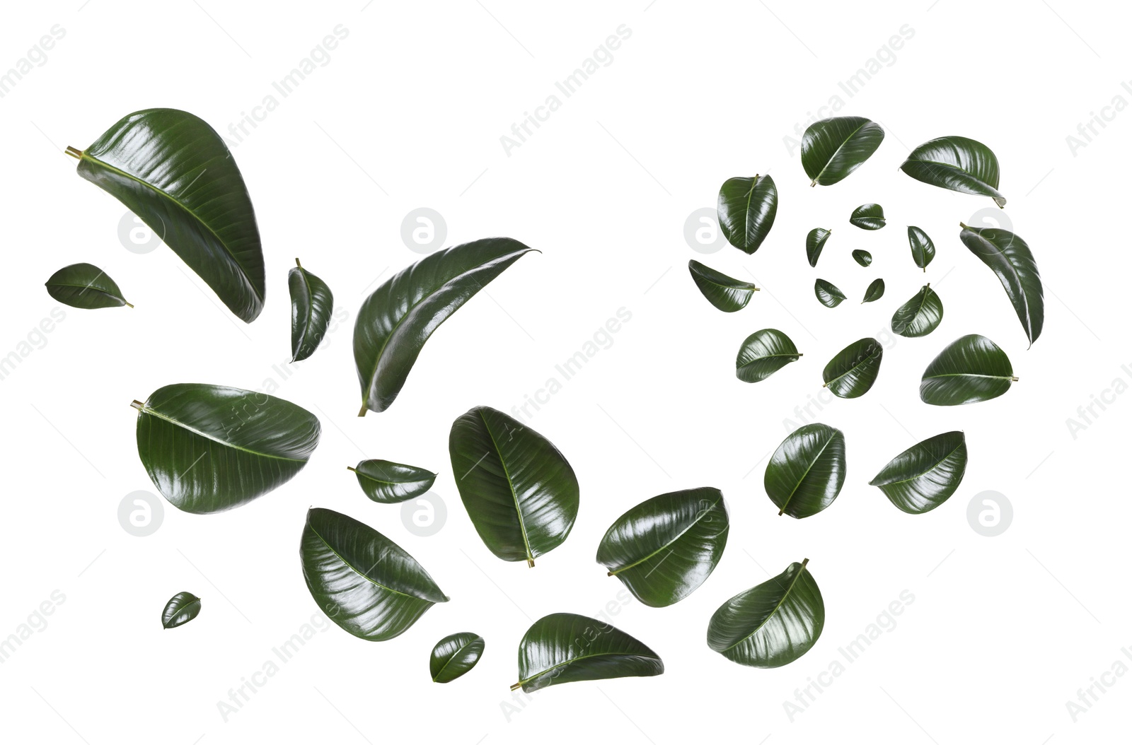 Beautiful fresh green leaves flying on white background, collage Image of Beautiful fresh green leaves flying on white background, collage