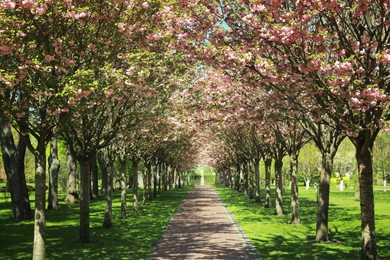 Picturesque view of beautiful park with fresh green grass and blossoming trees Photo of Picturesque view of beautiful park with fresh green grass and blossoming trees