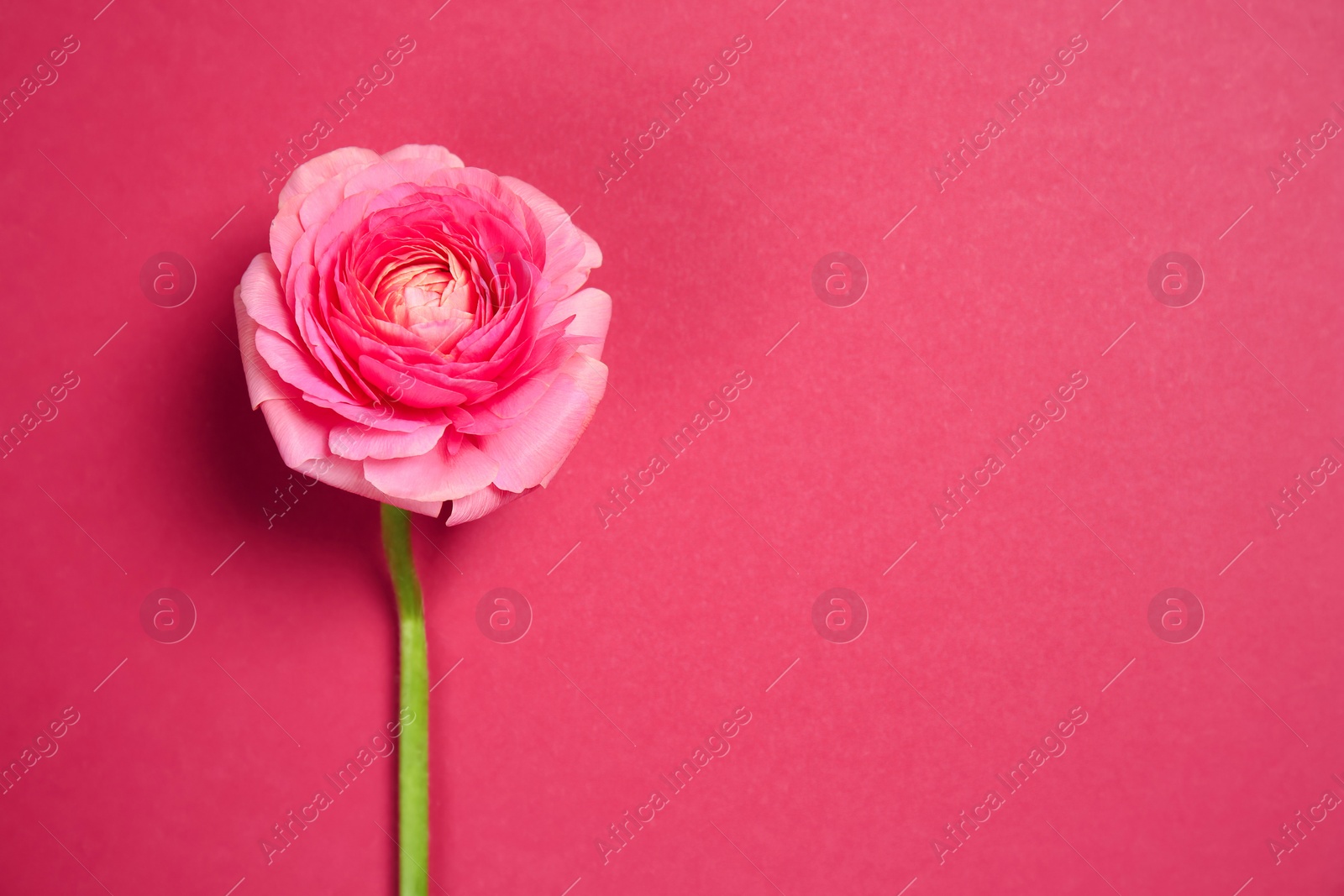 Beautiful ranunculus flower on color background Photo of Beautiful ranunculus flower on color background