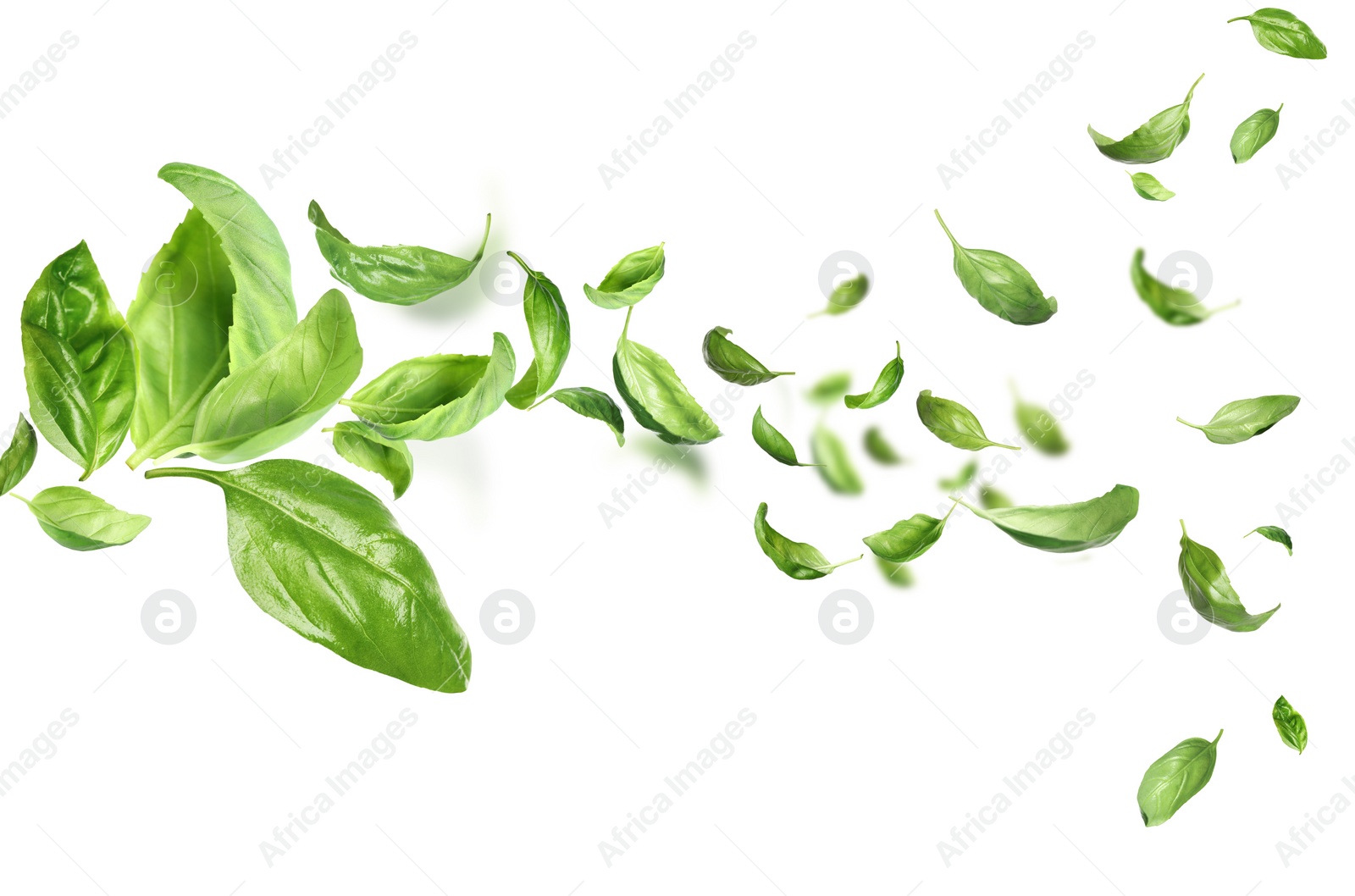 Image of Fresh green basil leaves flying on white background