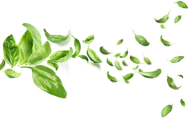 Image of Fresh green basil leaves flying on white background