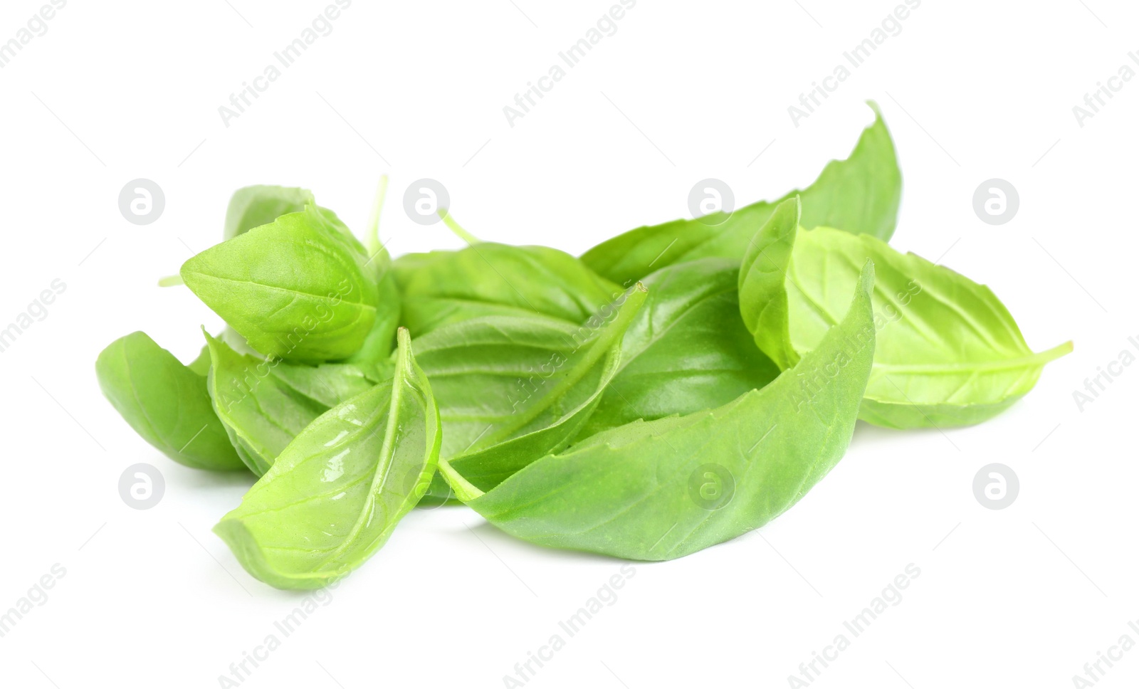 Pile of fresh basil leaves isolated on white Photo of Pile of fresh basil leaves isolated on white