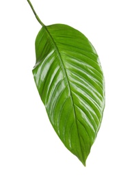 Beautiful tropical Spathiphyllum leaf on white background Photo of Beautiful tropical Spathiphyllum leaf on white background