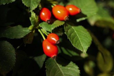 Rose hip bush with ripe red berries outdoors, closeup Photo of Rose hip bush with ripe red berries outdoors, closeup