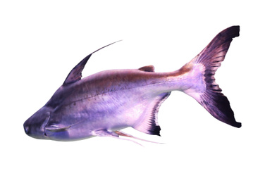 Bright gaff topsail catfish on white background Image of Bright gaff topsail catfish on white background