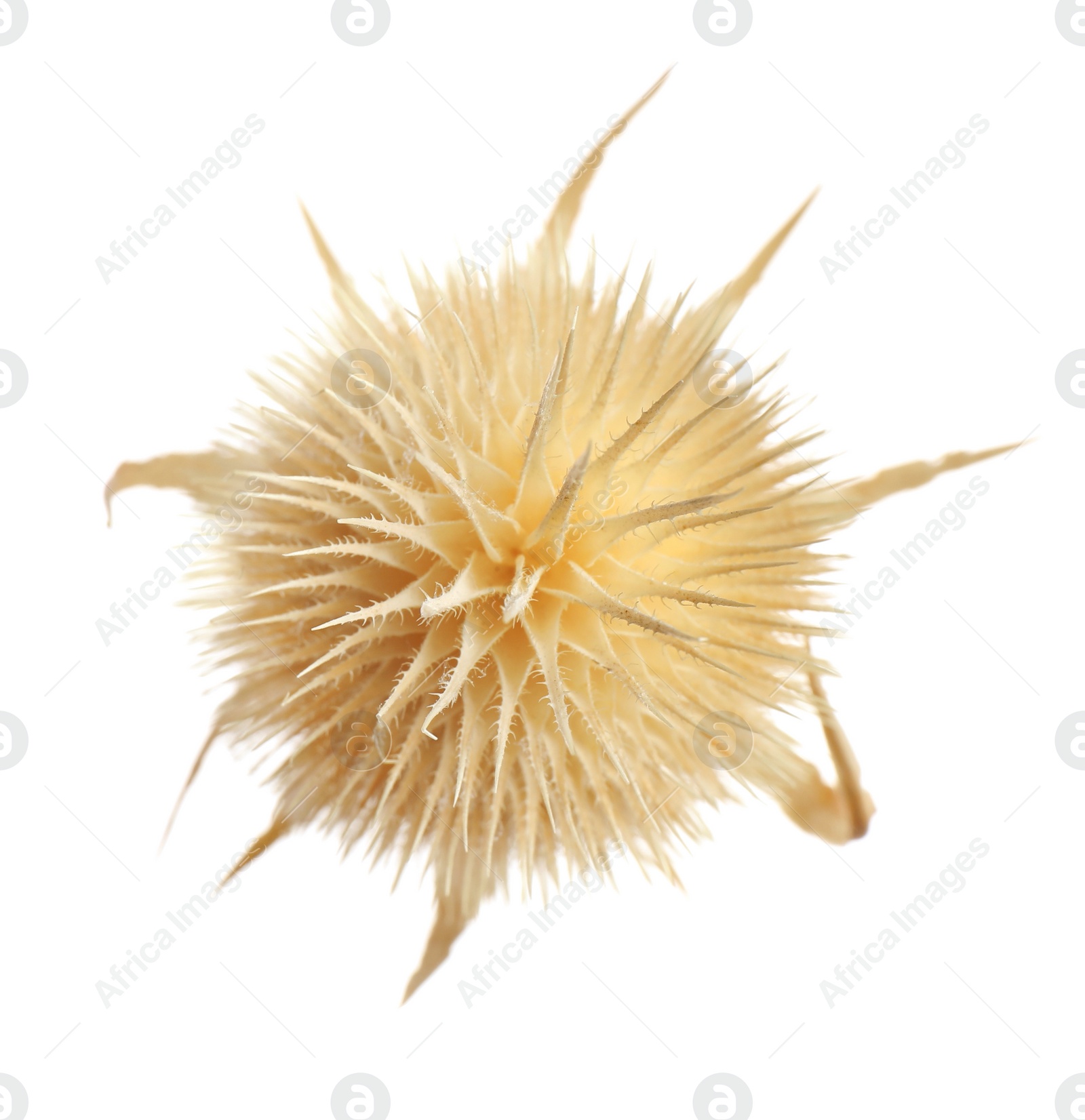 Beautiful dry teasel flower isolated on white, top view Photo of Beautiful dry teasel flower isolated on white, top view