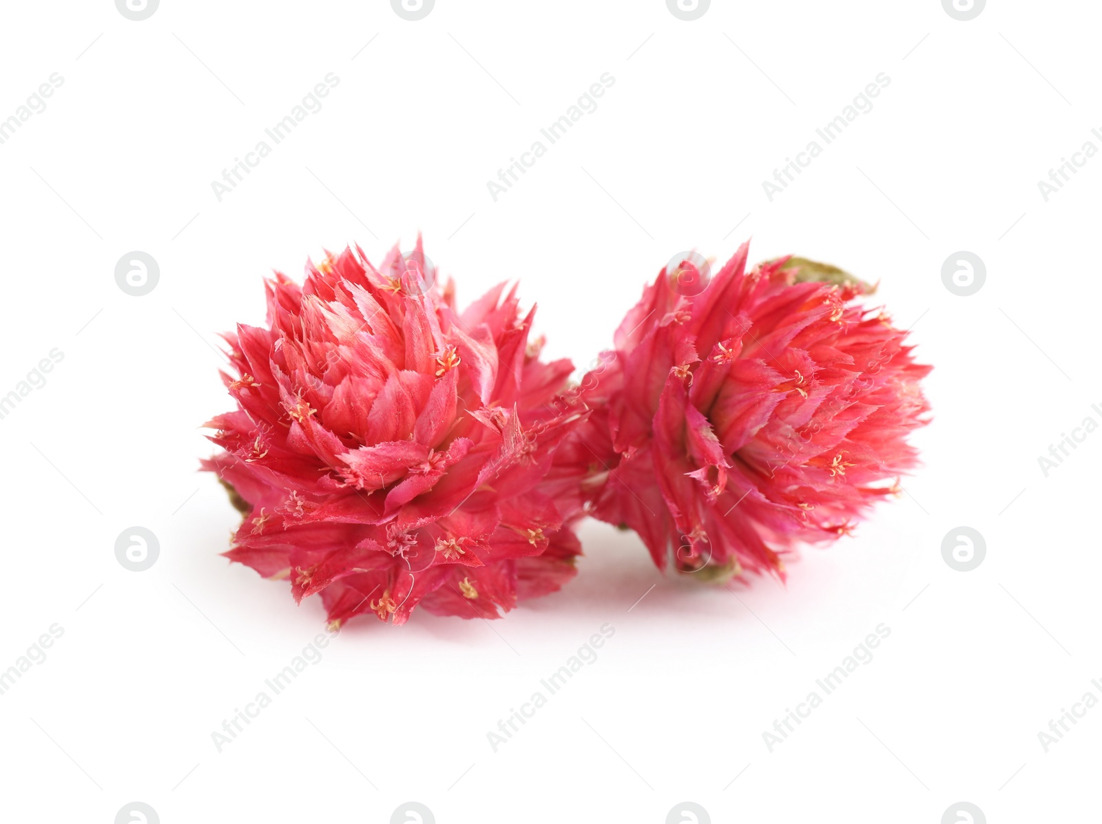 Beautiful red gomphrena flowers on white background Photo of Beautiful red gomphrena flowers on white background