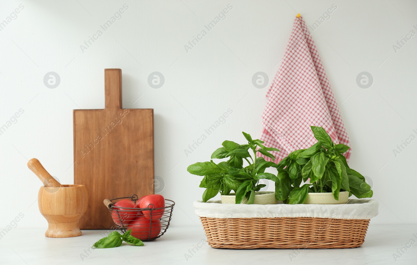 Fresh green basil in pots on white countertop in kitchen Photo of Fresh green basil in pots on white countertop in kitchen
