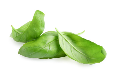 Fresh green basil leaves isolated on white Photo of Fresh green basil leaves isolated on white