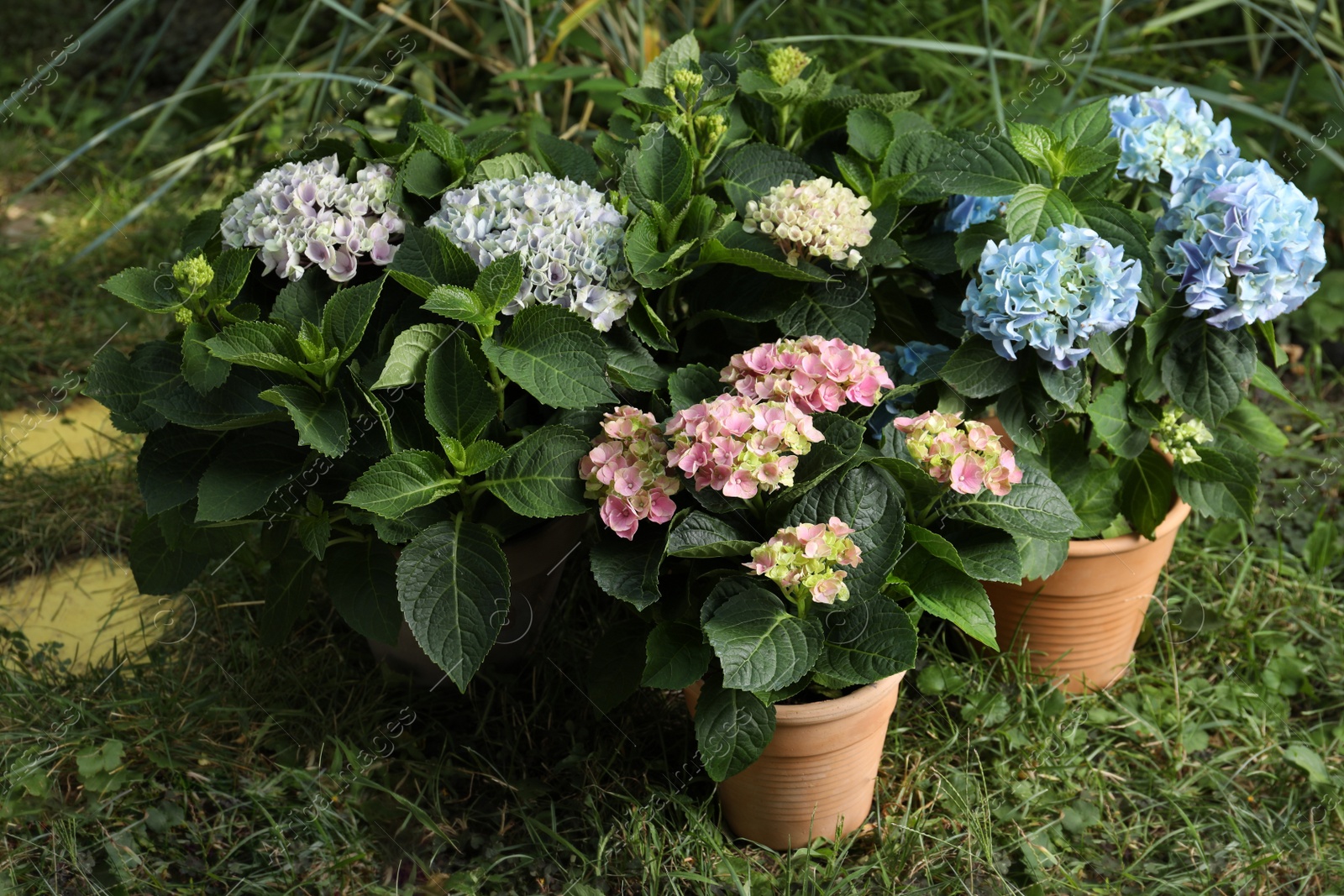 Beautiful blooming hortensia plants in pots outdoors Photo of Beautiful blooming hortensia plants in pots outdoors