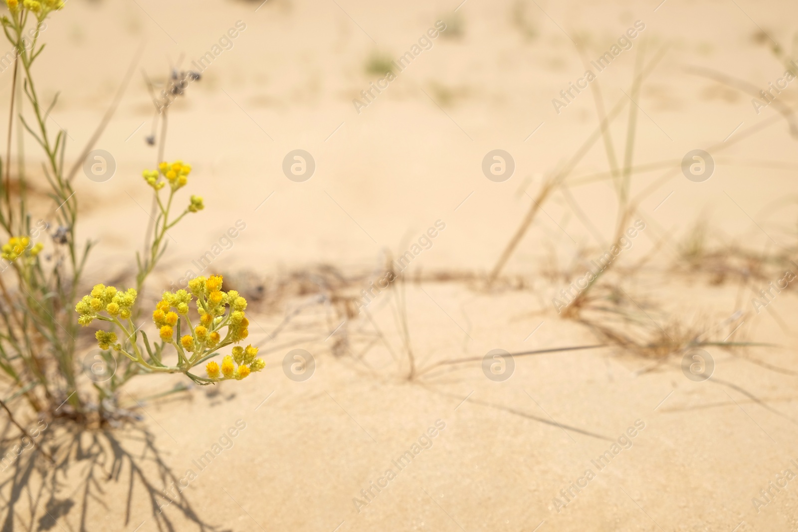 Beautiful yellow flower growing in sandy desert on sunny day. Space for text Photo of Beautiful yellow flower growing in sandy desert on sunny day. Space for text