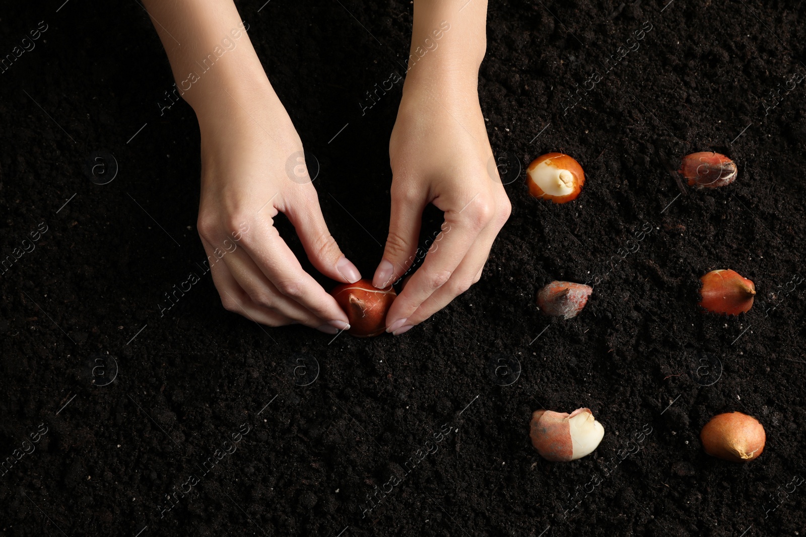 Woman planting tulip bulb into soil, closeup Photo of Woman planting tulip bulb into soil, closeup