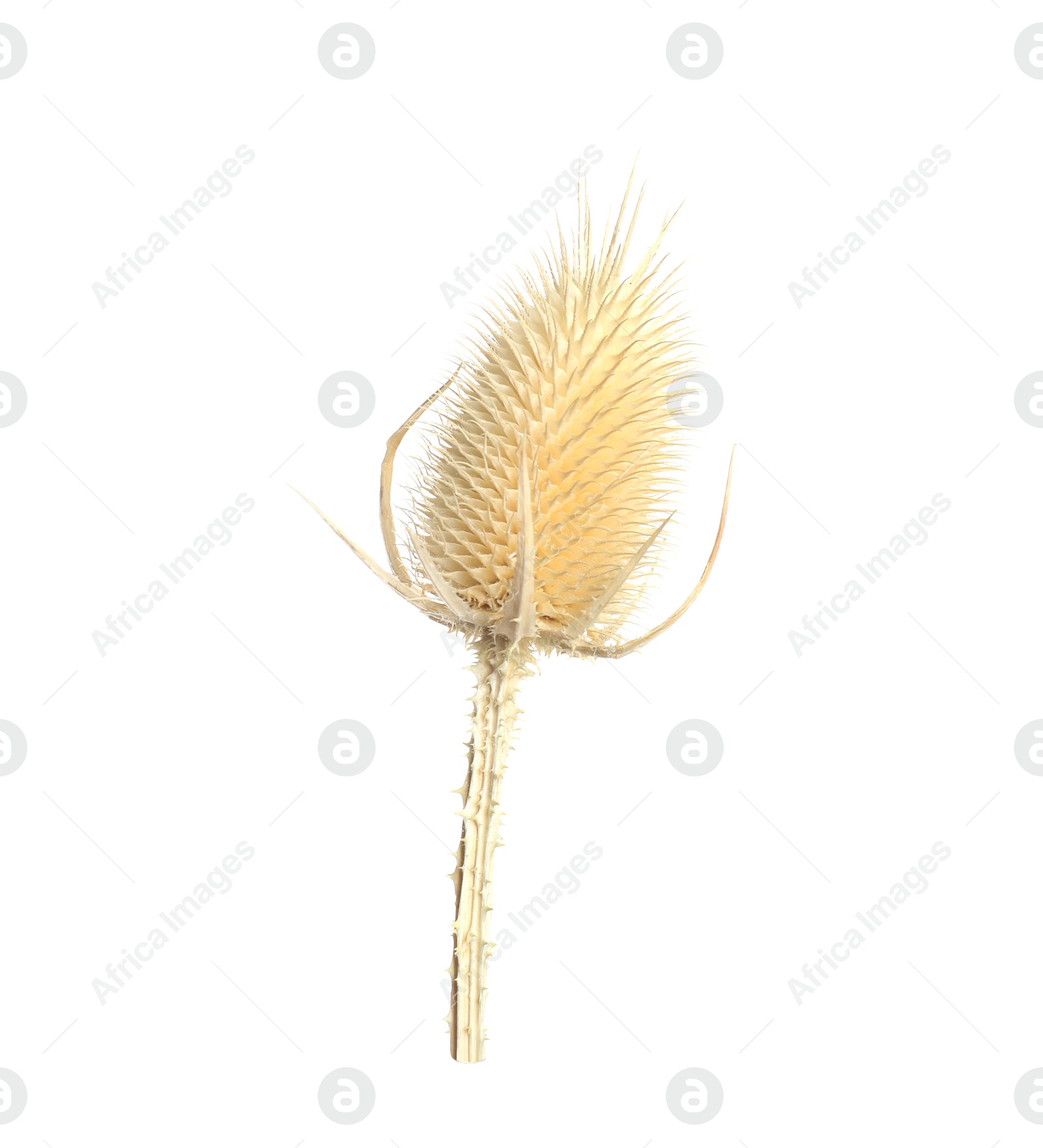 Beautiful dry teasel flower isolated on white Photo of Beautiful dry teasel flower isolated on white