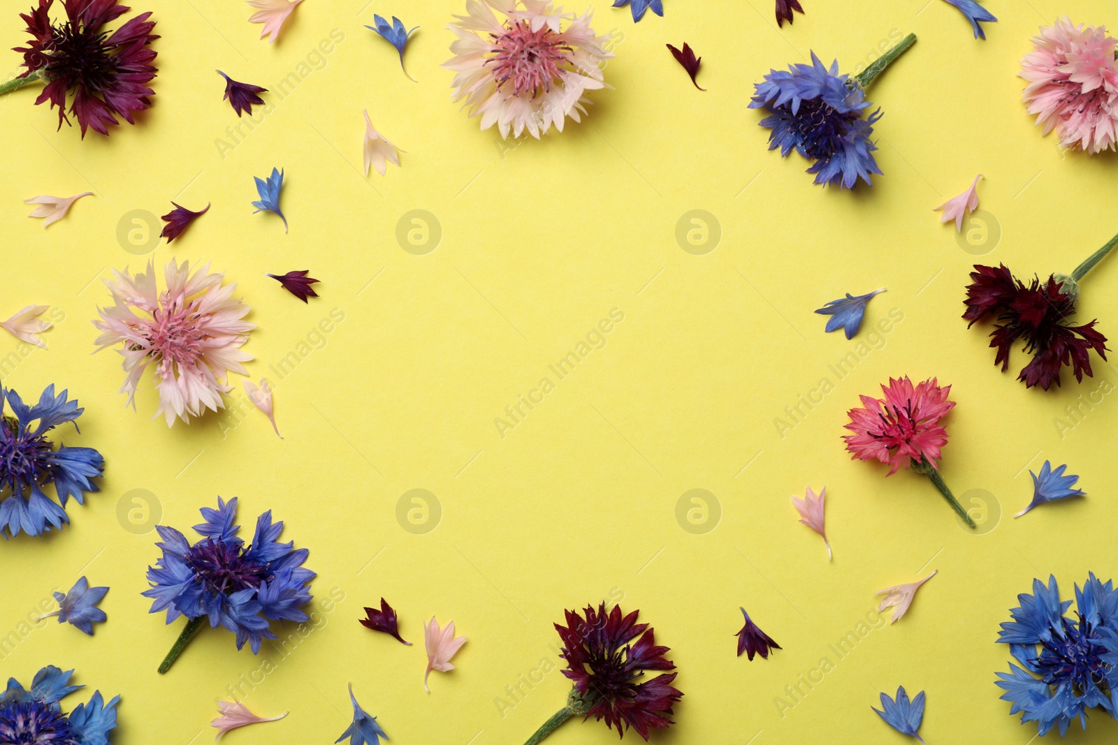 Frame of beautiful colorful cornflowers on yellow background, flat lay. Space for text Photo of Frame of beautiful colorful cornflowers on yellow background, flat lay. Space for text