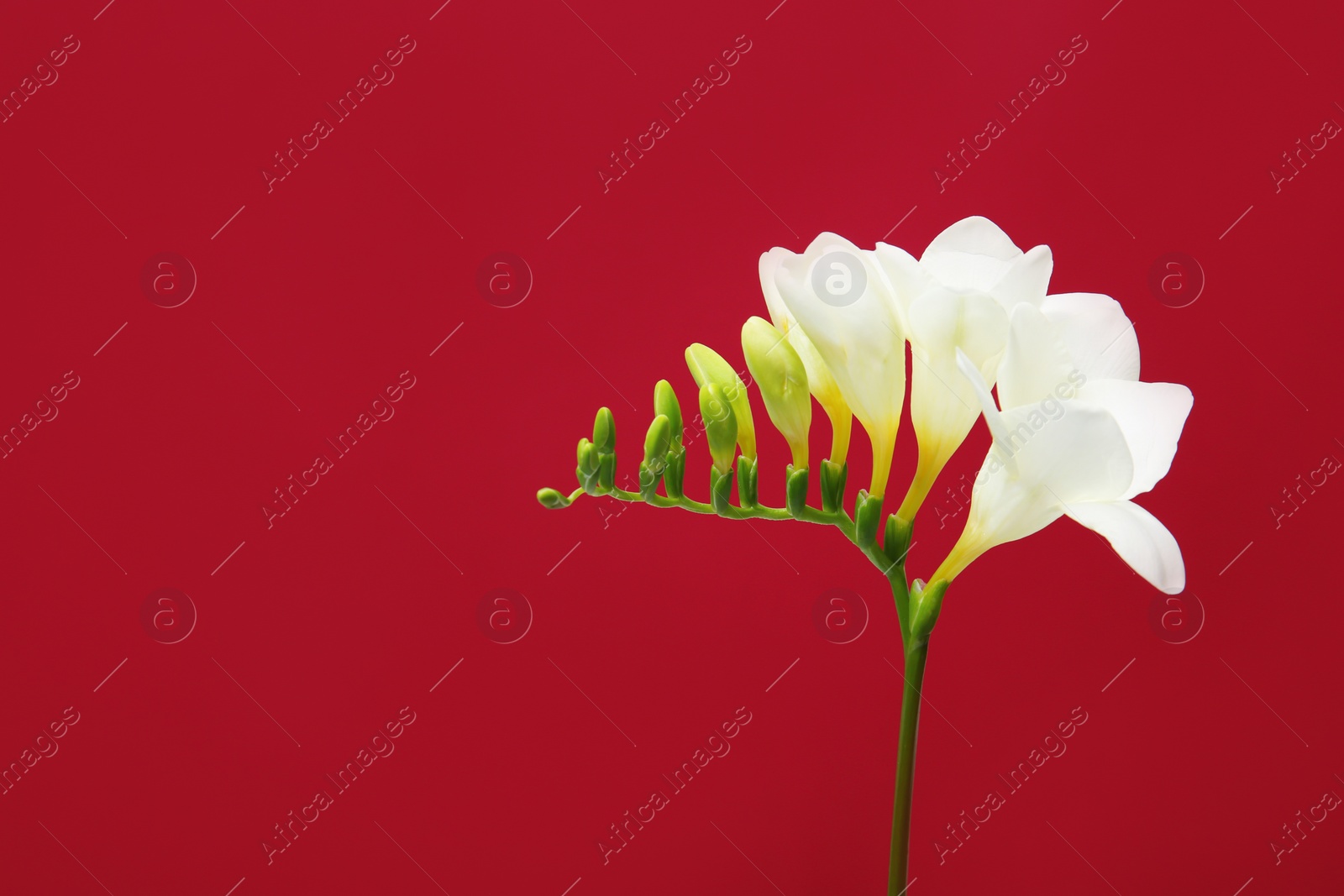Beautiful freesia flower on color background Photo of Beautiful freesia flower on color background