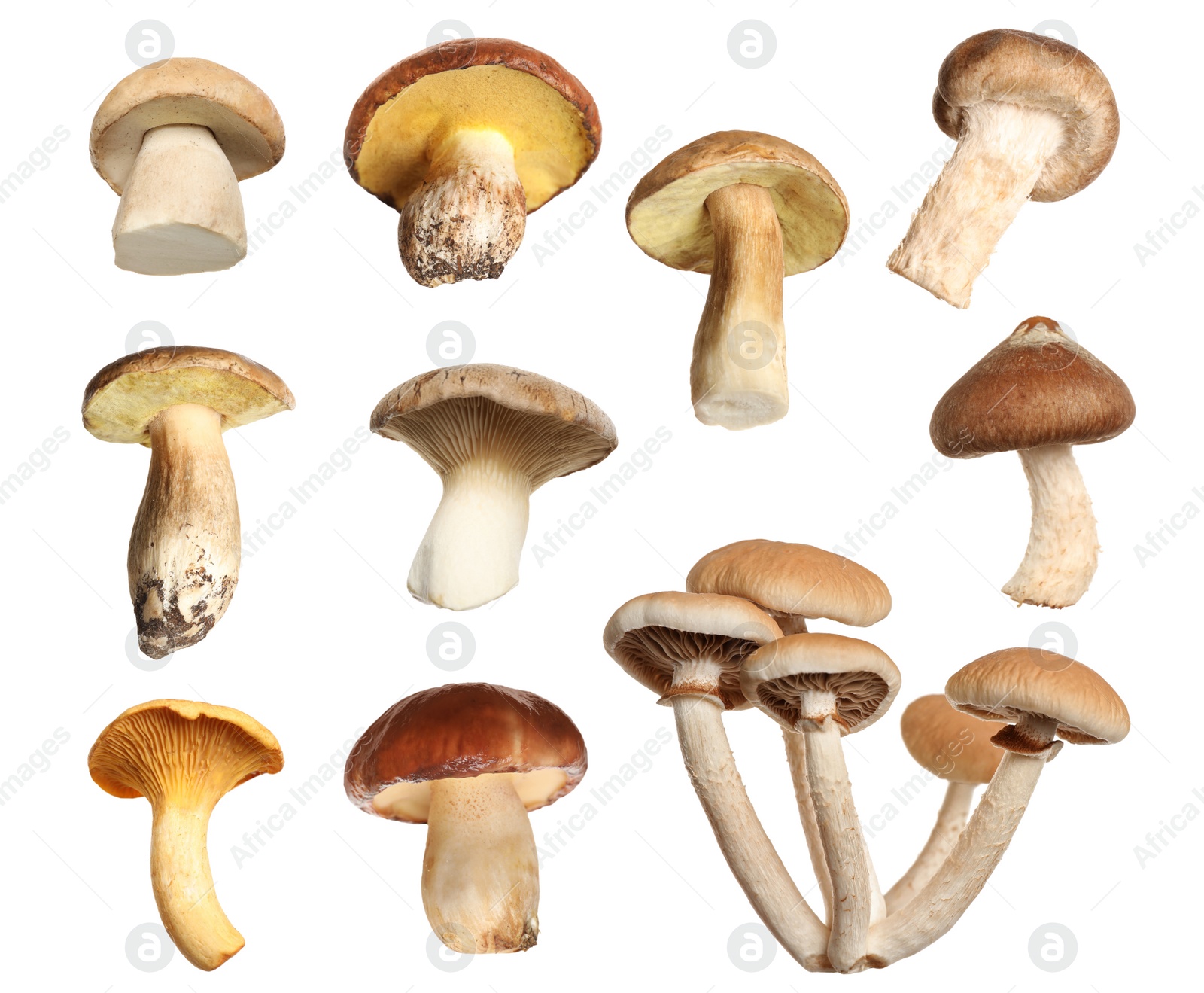 Set of different fresh mushrooms on white background Image of Set of different fresh mushrooms on white background
