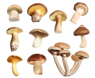 Set of different fresh mushrooms on white background Image of Set of different fresh mushrooms on white background