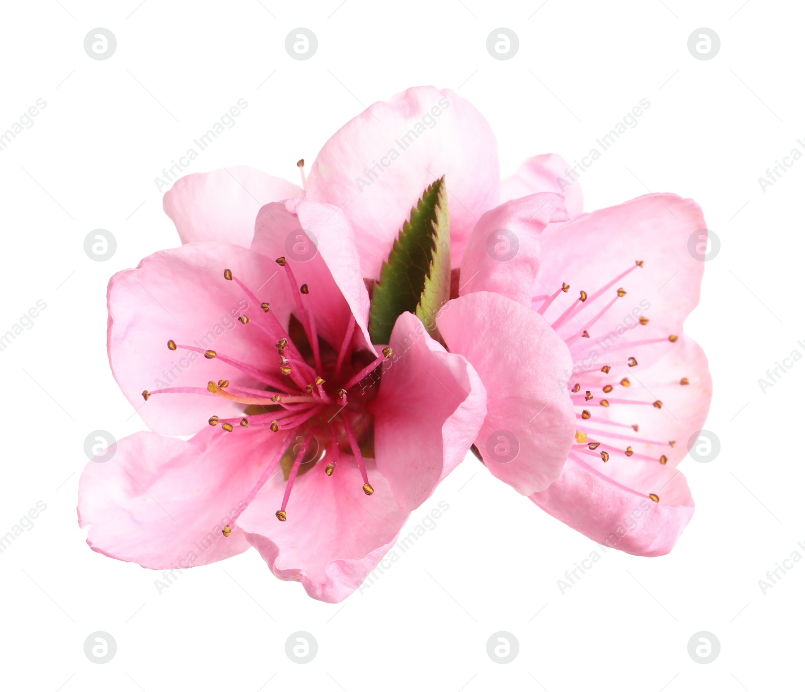 Beautiful sakura tree flowers on white background Photo of Beautiful sakura tree flowers on white background